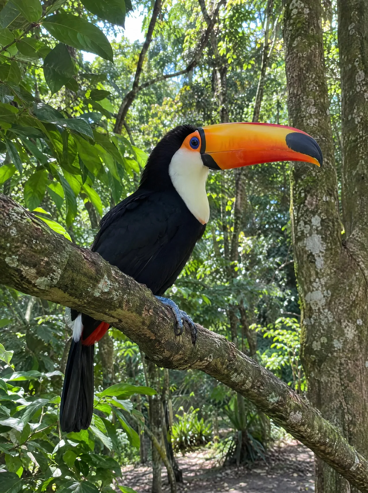 Observação de pássaros no Horto Florestal