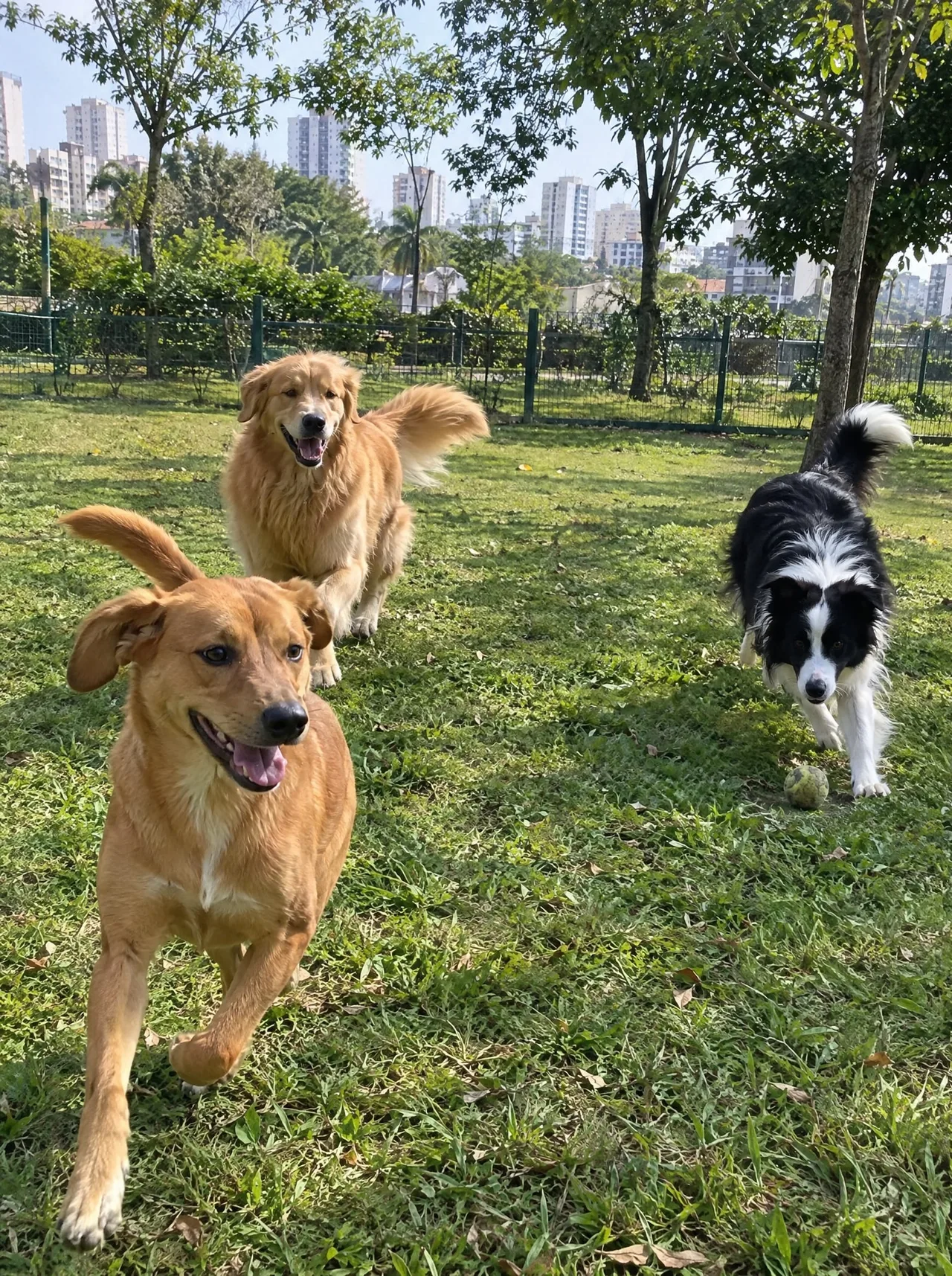 Encontro de cachorros no Parque do Povo